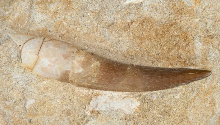 Large Plesiosaur Tooth In Matrix #11623